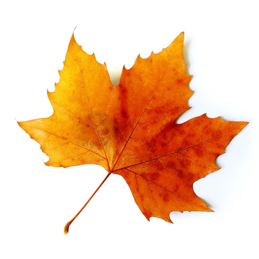 Orange maple leaf