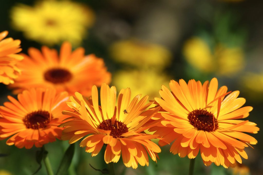 Orange Calendula flowers