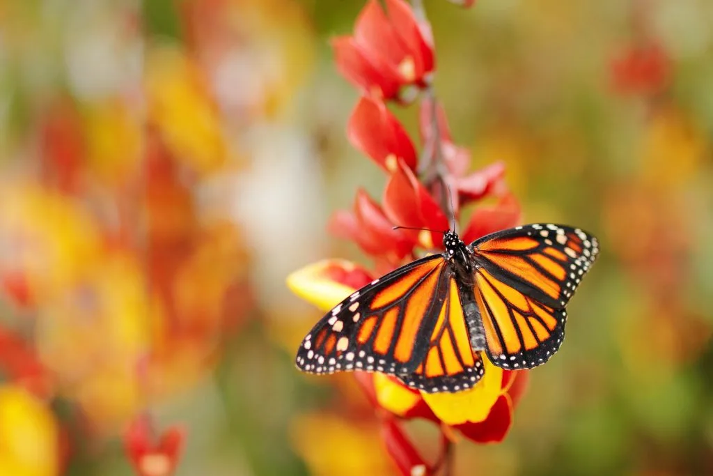 Monarch butterfly