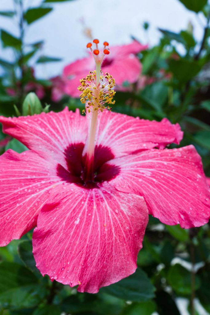 Pink hibiscus