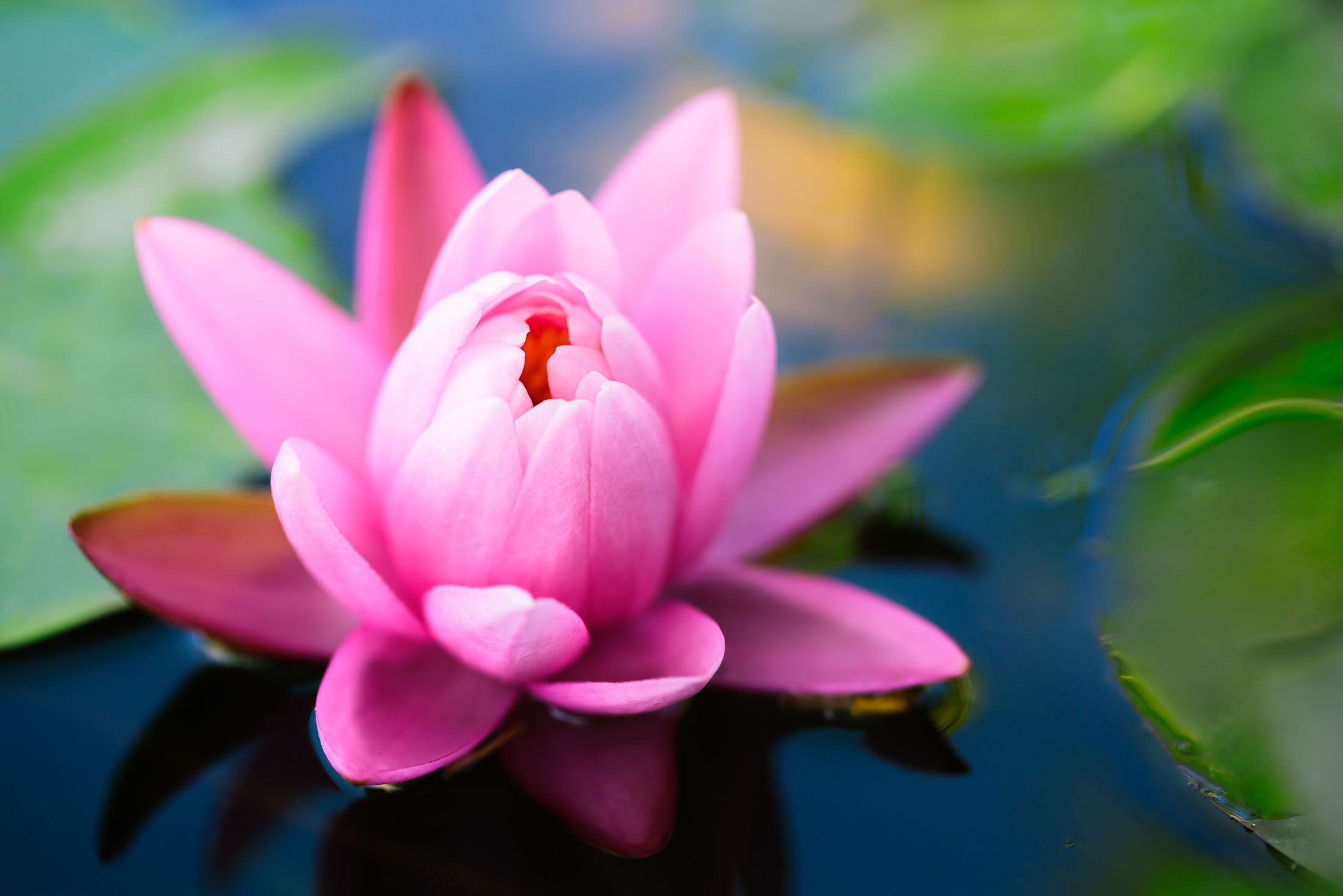 Pink lotus