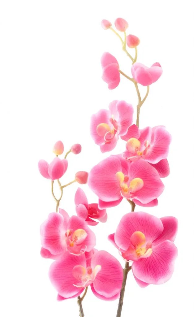 Pink orchid