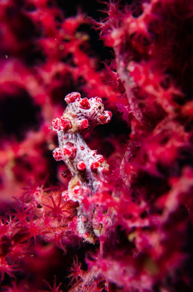 Pink pygmy seahorse