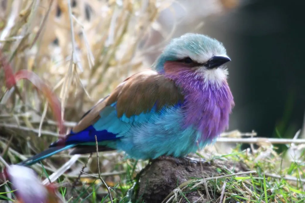 Purple breasted roller