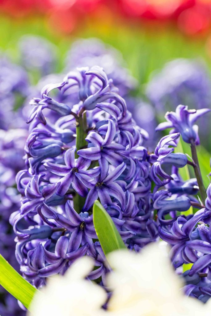 Purple hyacinths