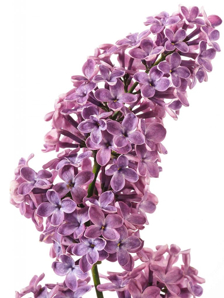 Purple lilac flower