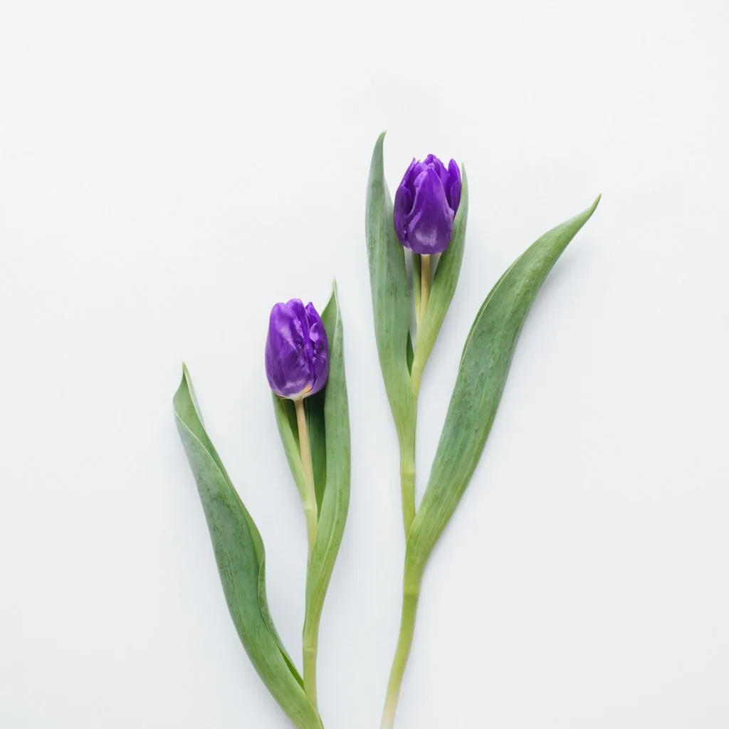 Purple tulips