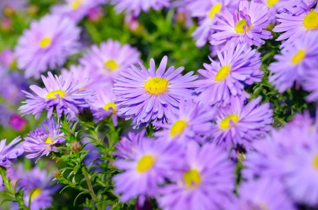 Violet asters