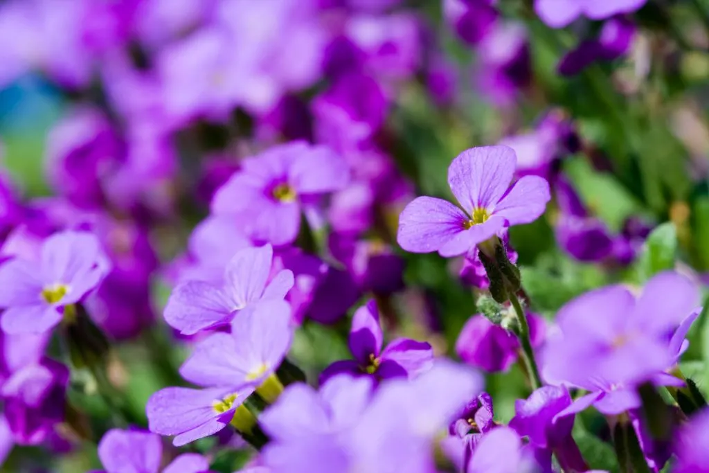 Violet flowers