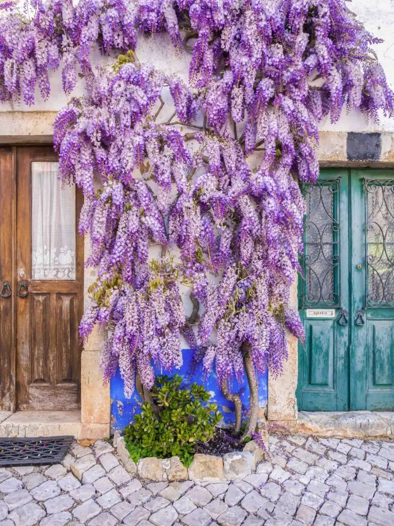 Wisteria