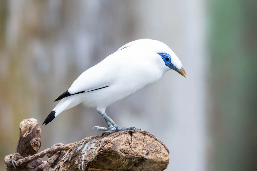 White Bali myna