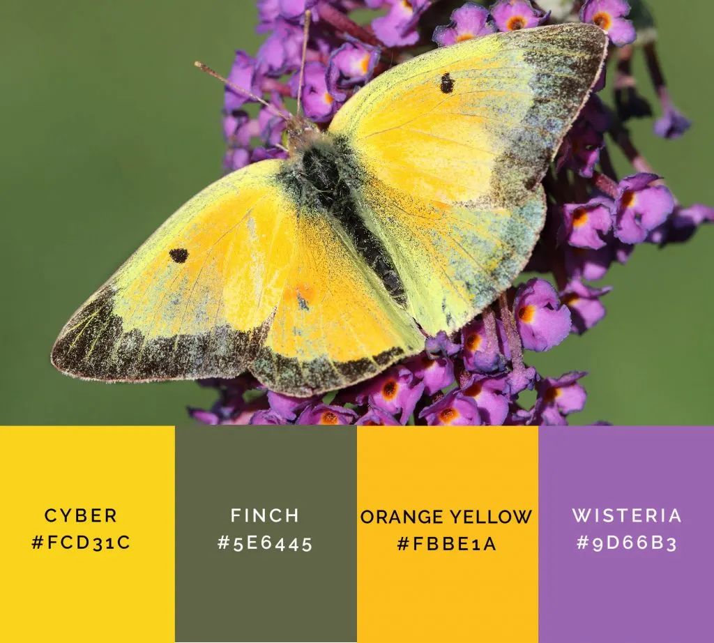 Butterfly palette has shades of yellow color