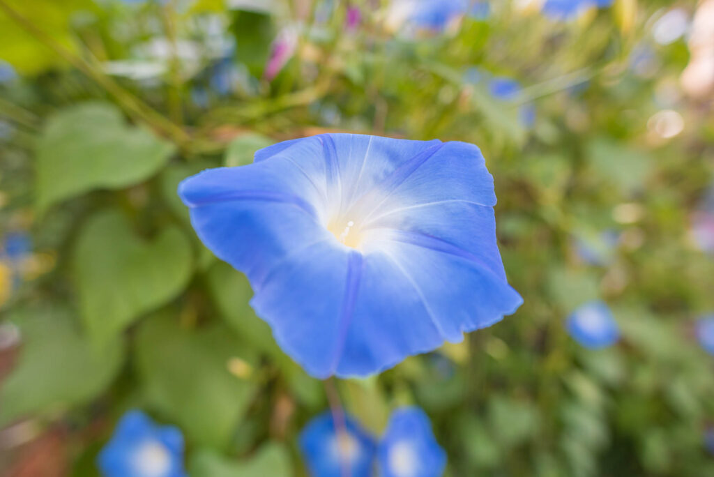 Blue morning glory