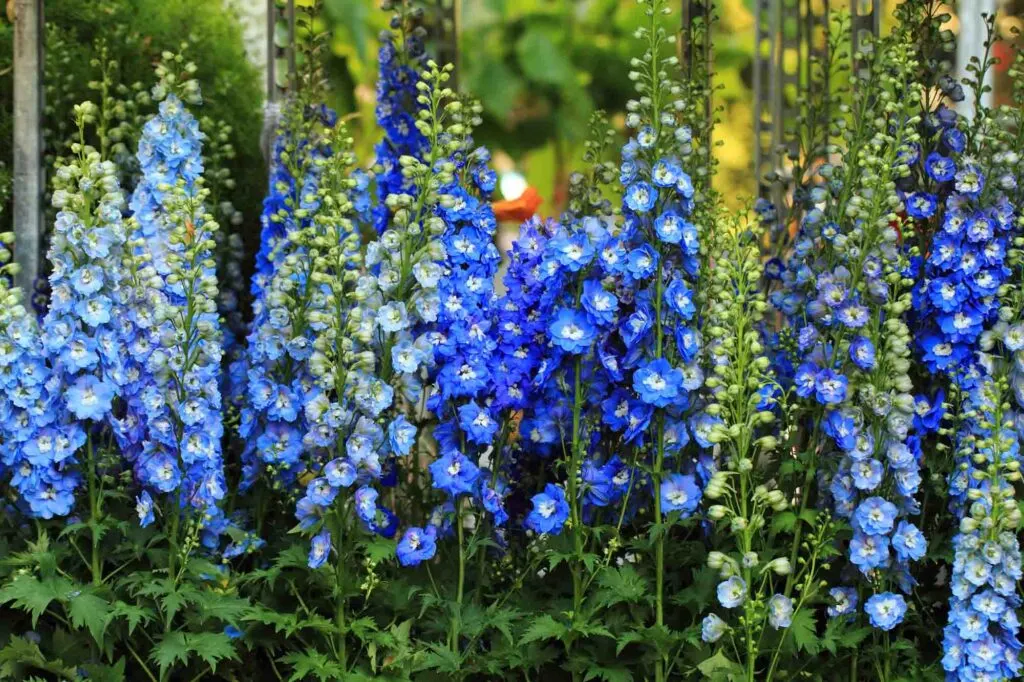 Blue delphinium