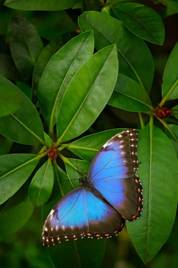 Blue morpho butterfly