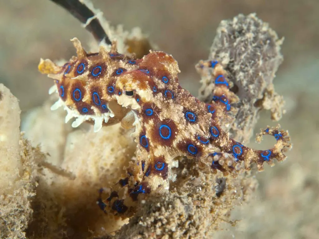 Blue ringed octopus