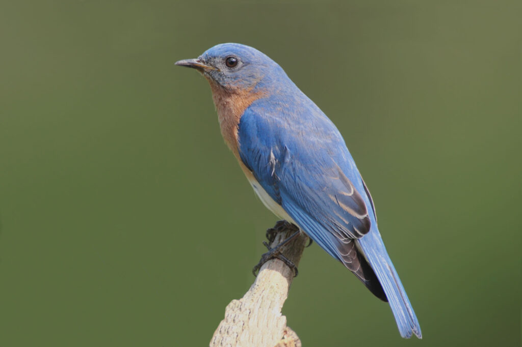 Eastern bluebird