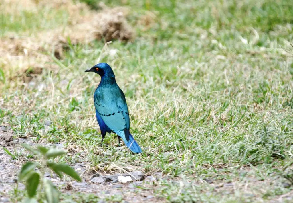 Greater blue eared starling