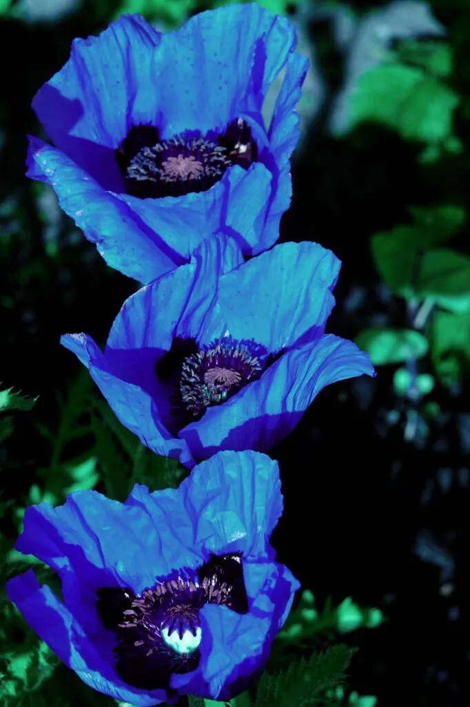 Himalayan Blue Poppy flower