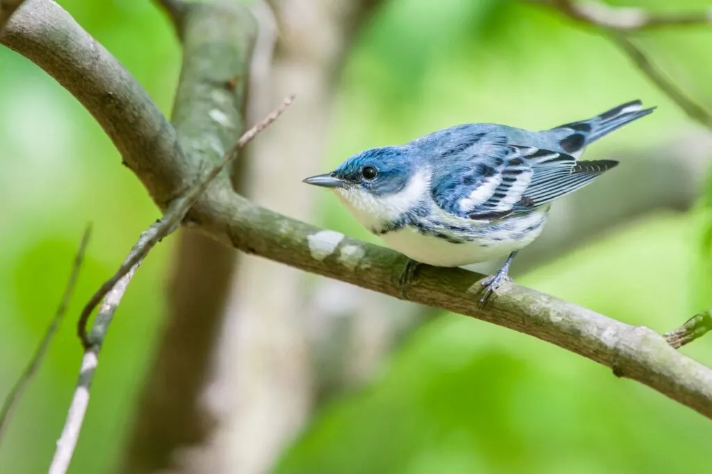 Blue Cerulean Warbler