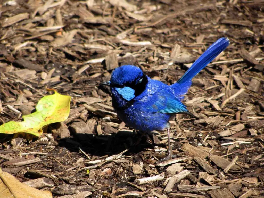 Blue splendid fairy wren