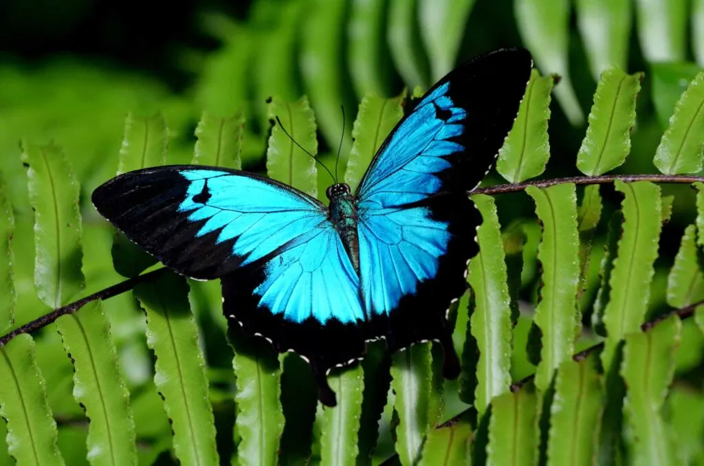 Blue Ulysses swallowtail butterfly