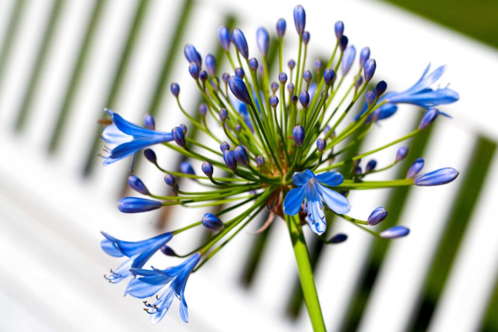 Blue Agapanthus flower