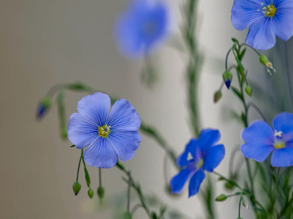Blue Anemone flower