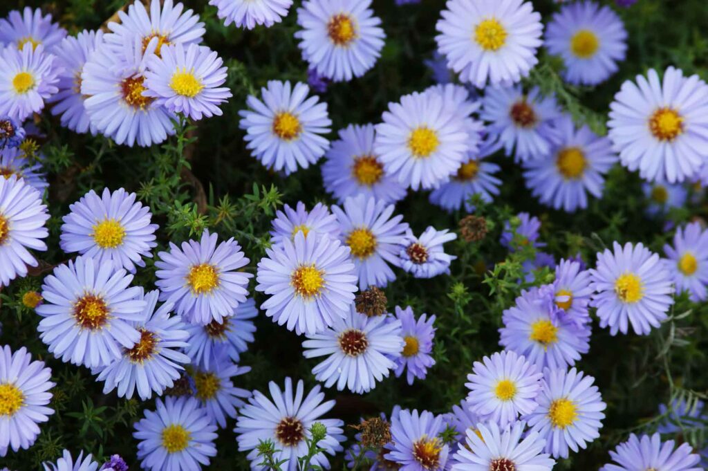 Blue aster