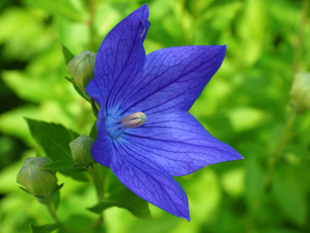 Blue balloon flower