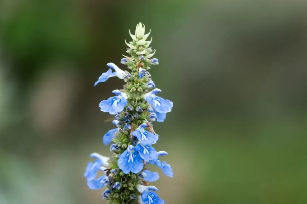 Blue salvia uliginosa