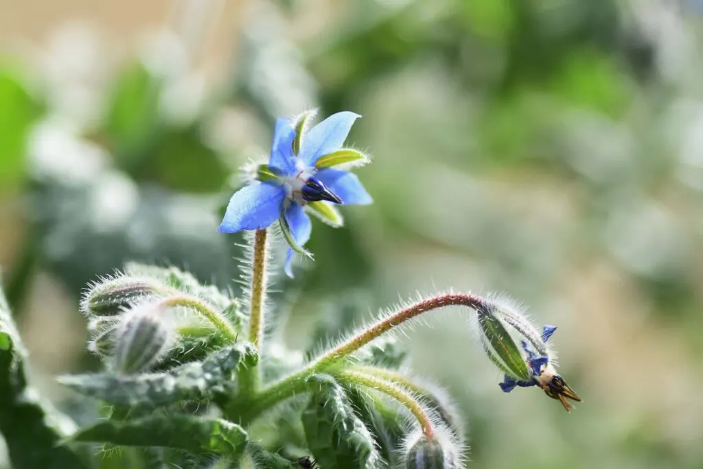 Blue borage