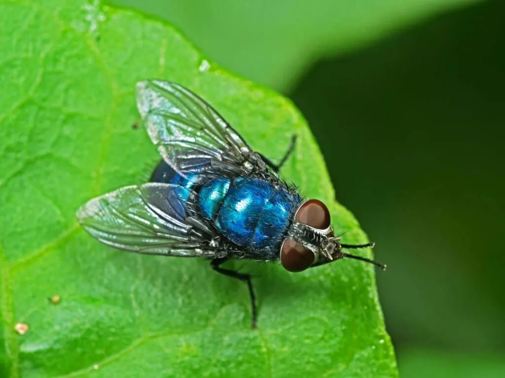 Blue bottle fly