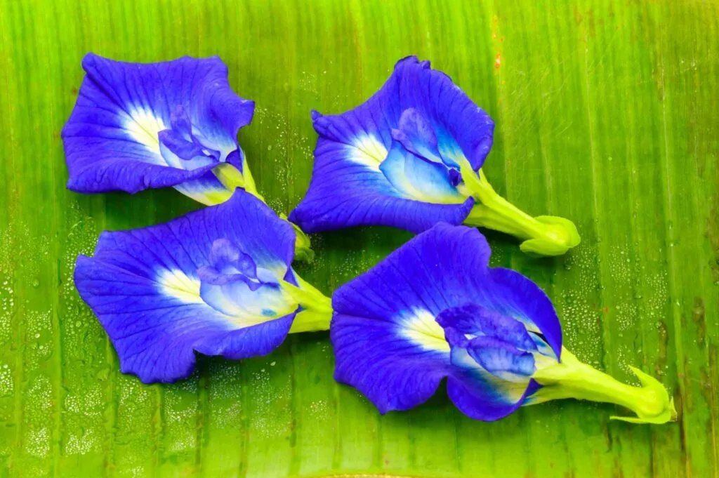 Blue butterfly pea flower