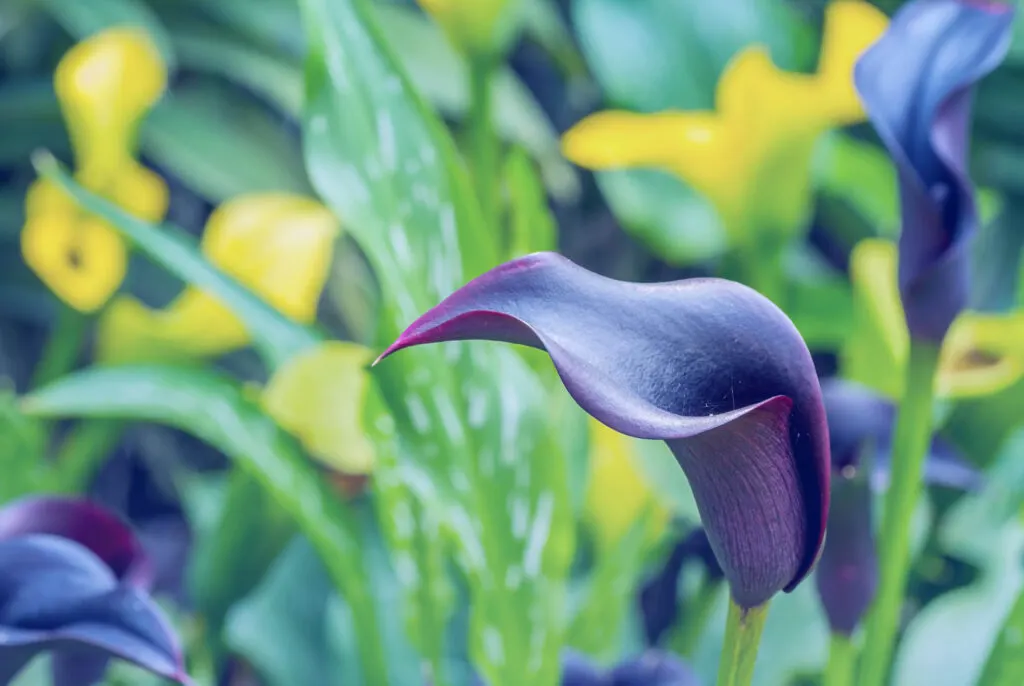 Blue calla lily