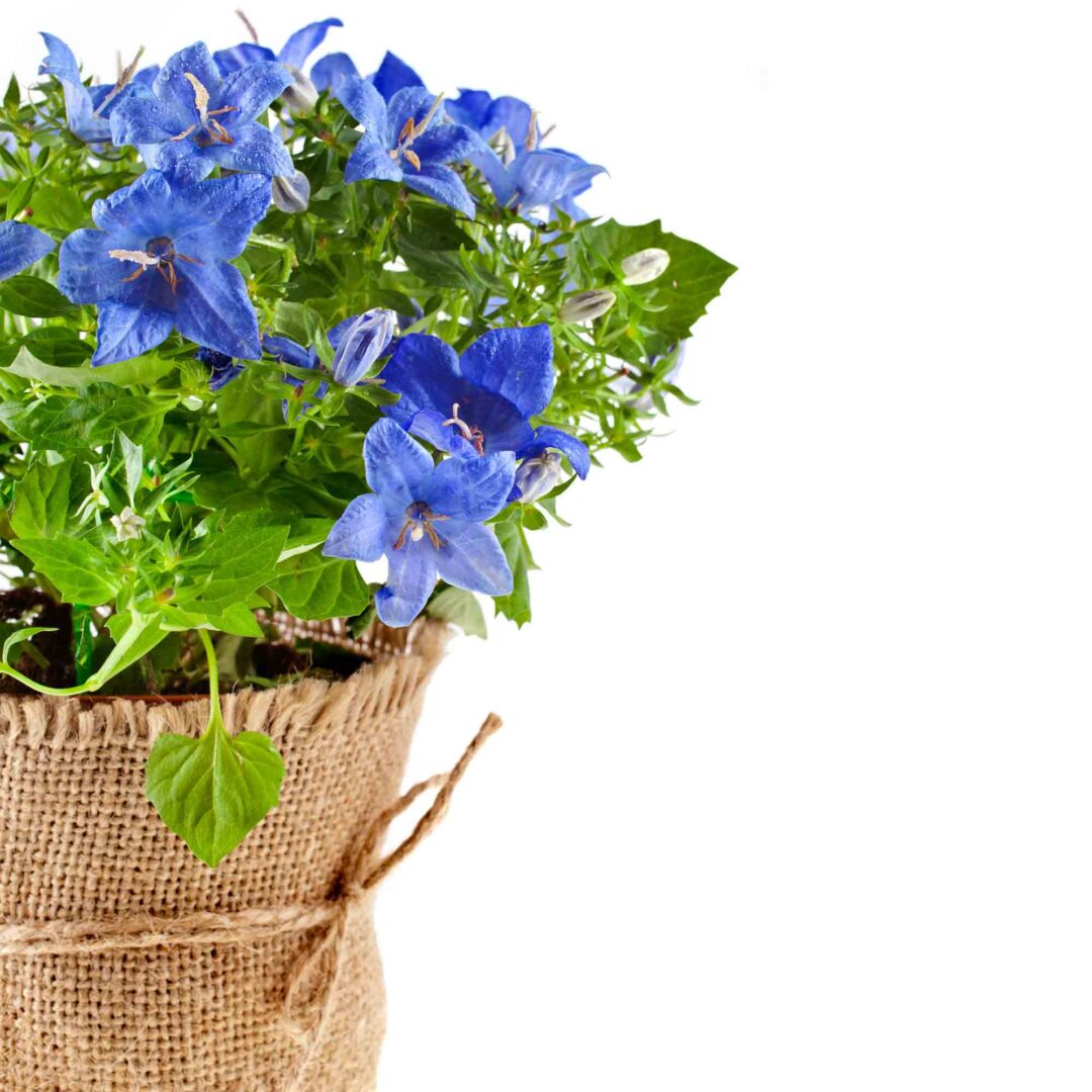 Blue Things: 101 Things That Are Blue in Nature • Colors Explained