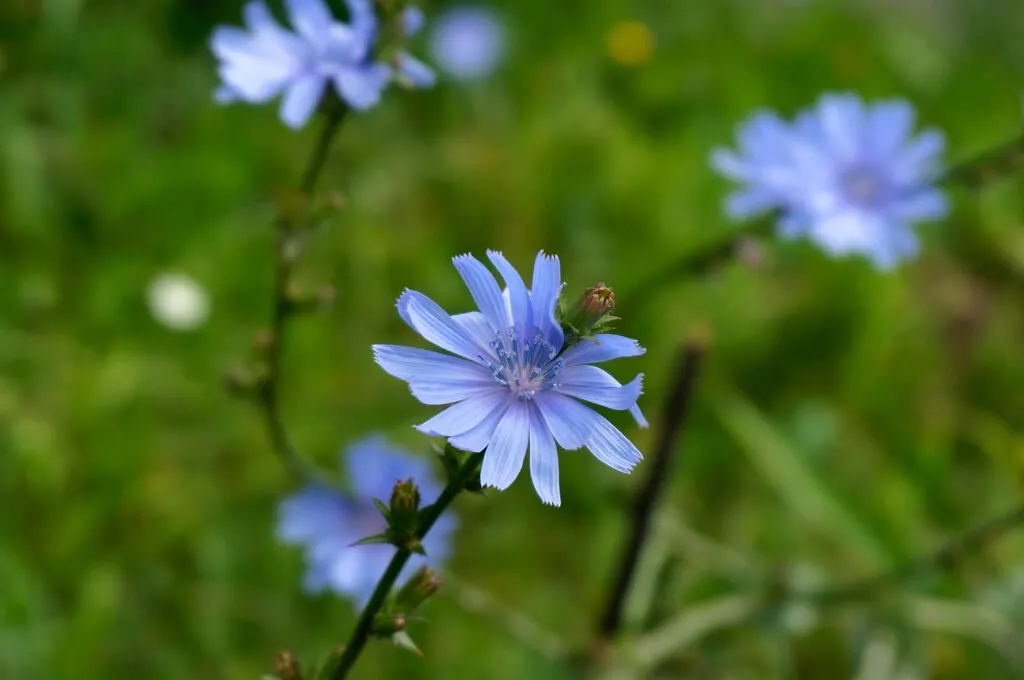 Blue chicory