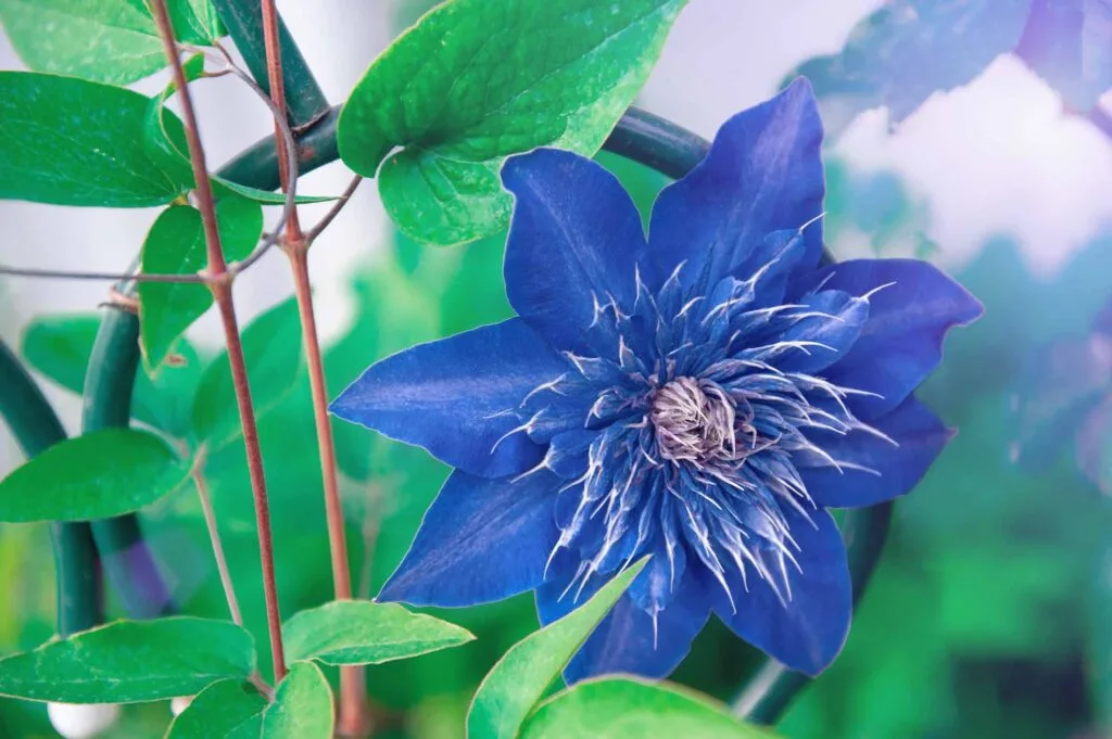 Blue clematis