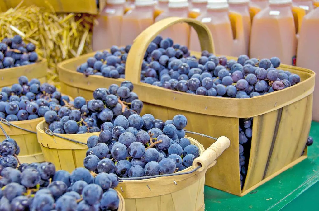 Blue concord grapes