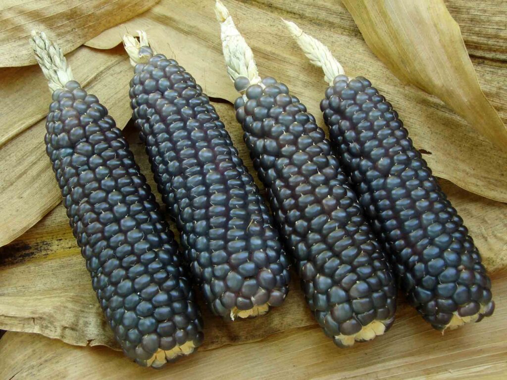 Purple corns