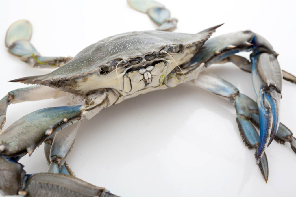 Blue crab