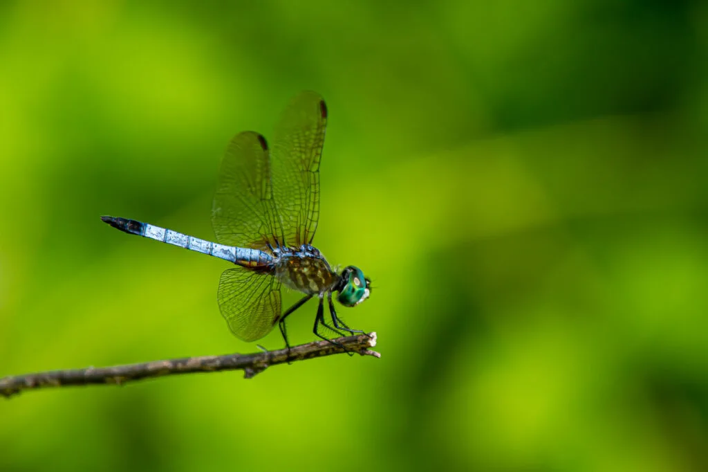 Blue dasher dragonfly