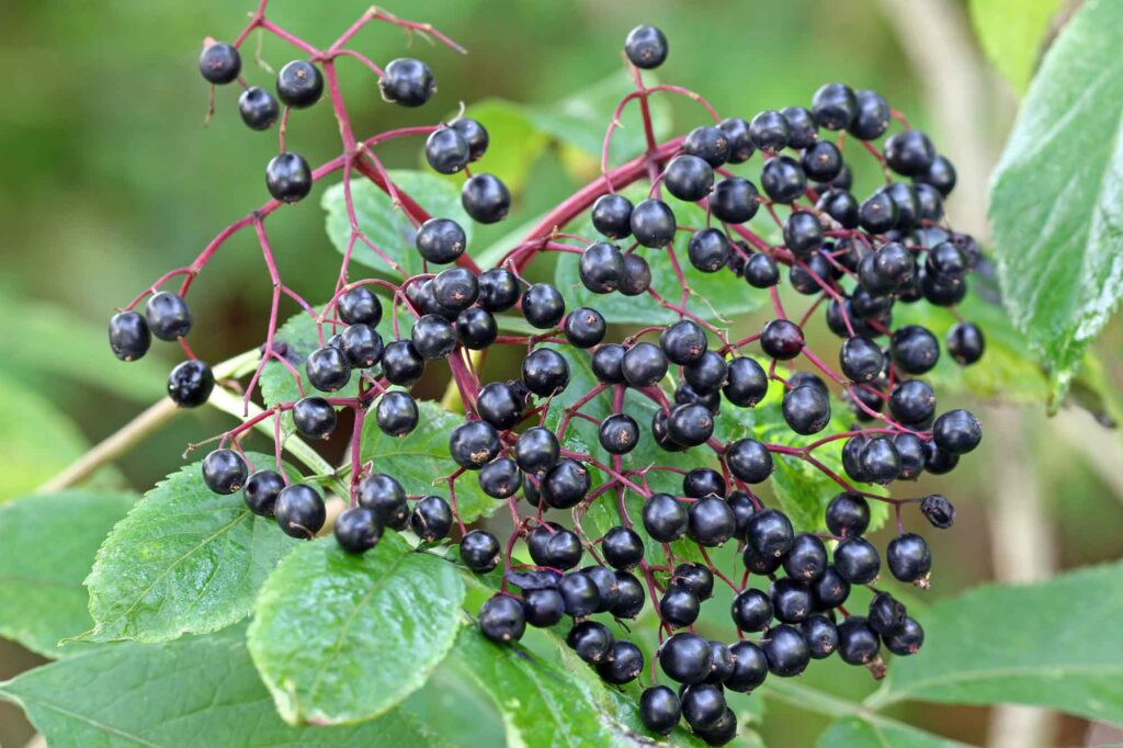 Dark purple elderberries