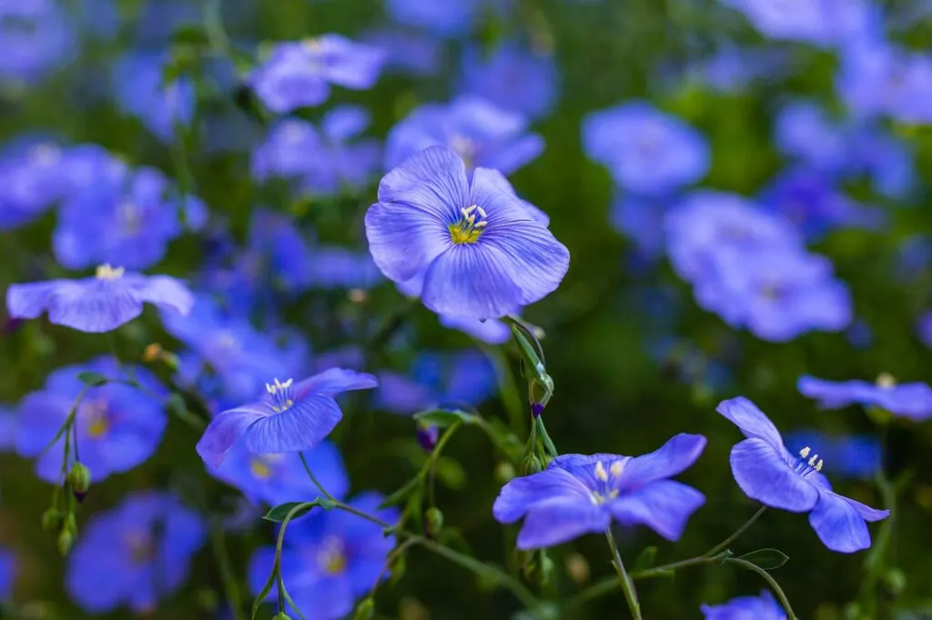 Blue flax flowers