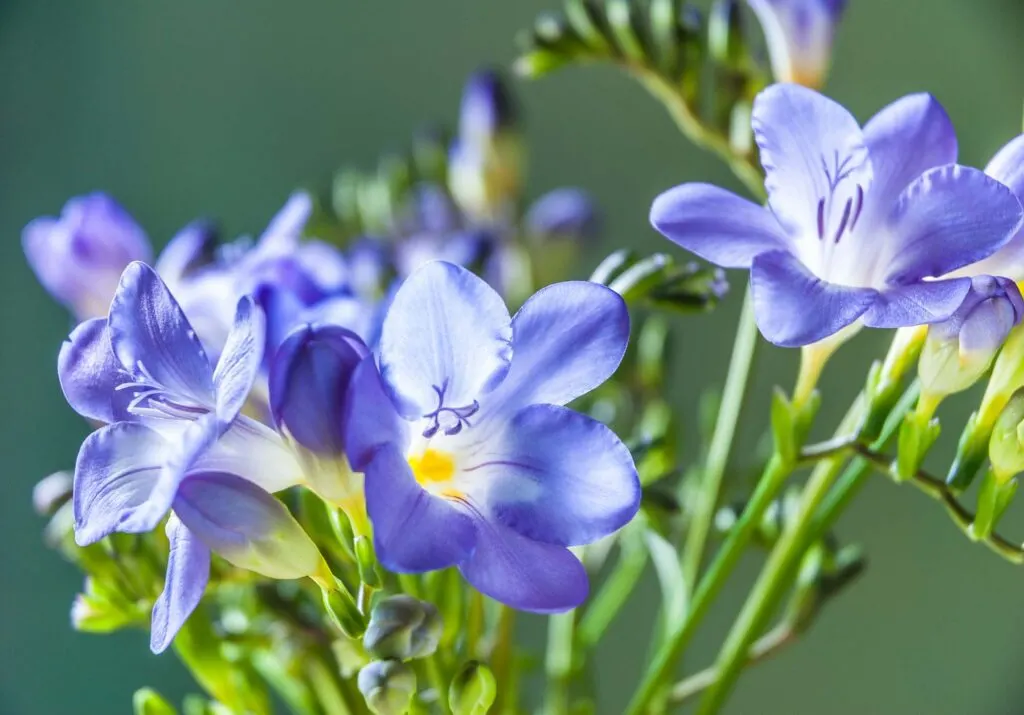 Blue freesia