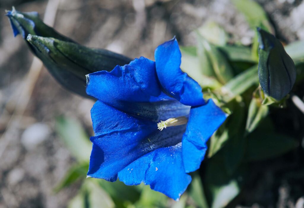 Blue gentian