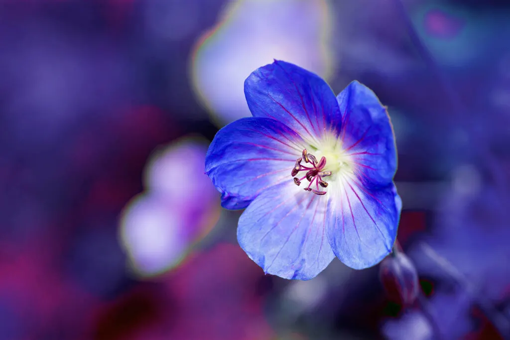 Blue geranium