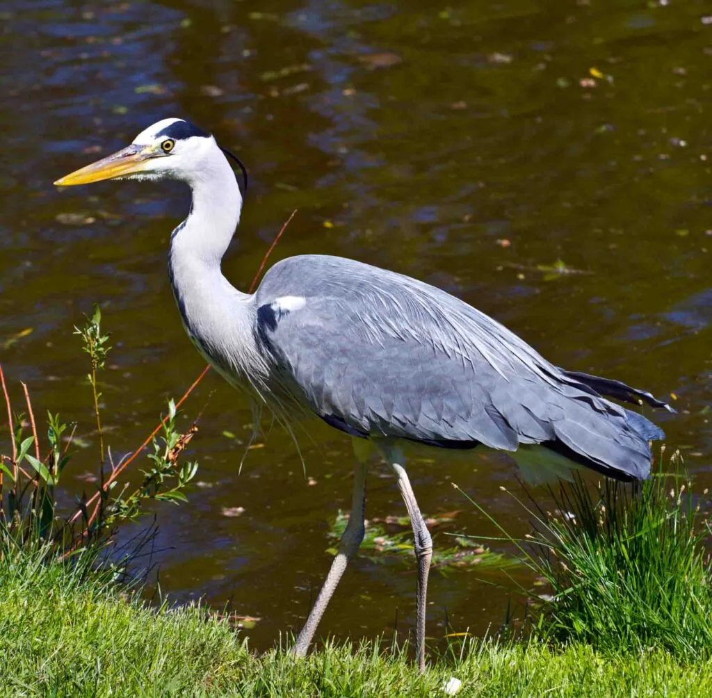 Blue heron