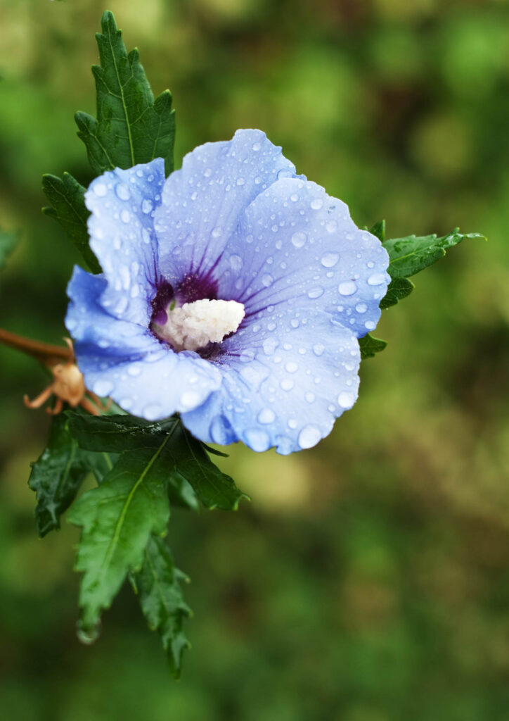 Blue hibiscus