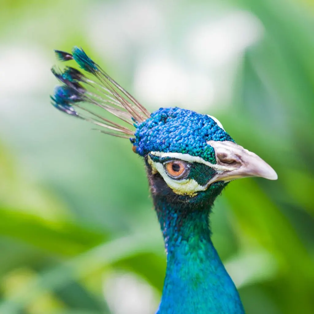 Blue Indian peafowl